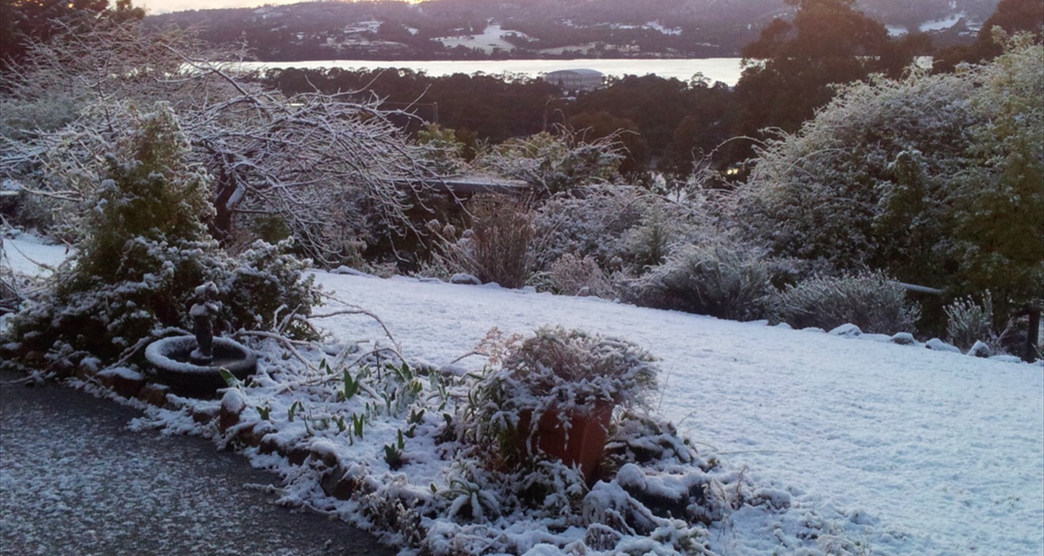 Snowy Morning